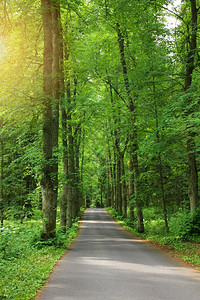 乡村的绿色森林公园风景中的空路一行树木前景展望目的地天图片