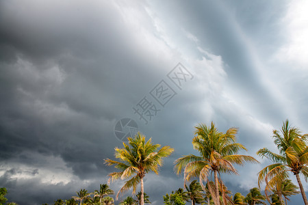美丽的亚洲未来风中棕榈与暴雨天空气危险概念风中的棕榈与暴天空图片