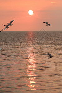 喙海鸥在日落时飞翔的休眠金子红色图片
