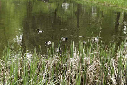 春天在湖边游泳的鸭子家族在一个湖边游泳的鸭子家庭肖像小图片