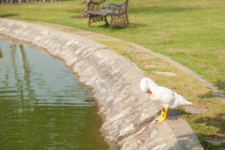 鸭子白在公园里保持井水的花园里反射天背景图片