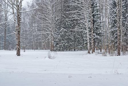 季节风景冷杉下雪后公园里的树图片