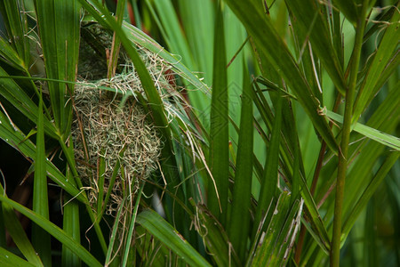 动物群我想在树上盖个干草窝用做成的雀巢胸部图片
