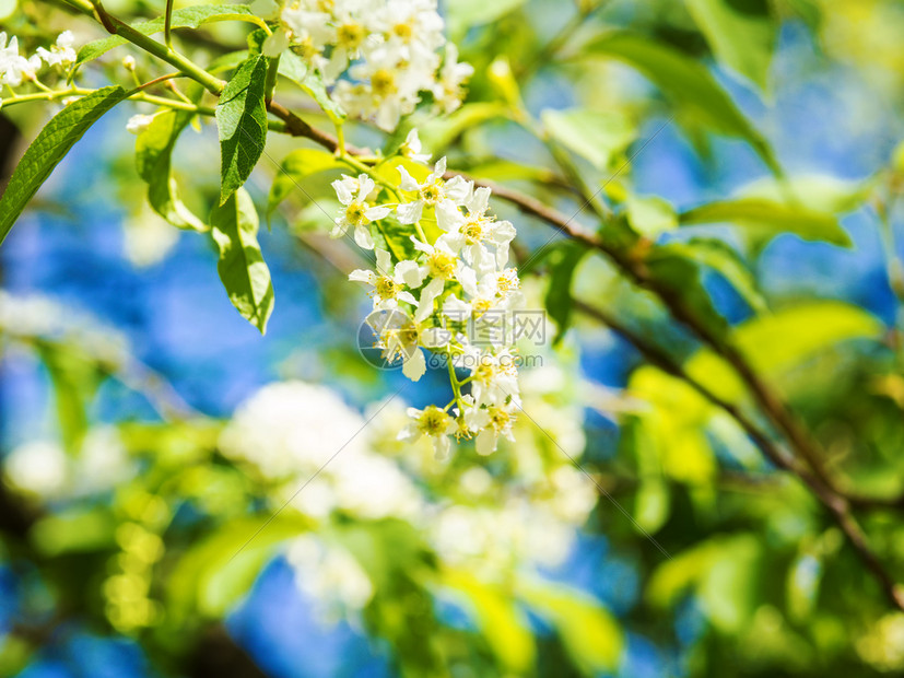 束植物白色开花的鸟樱在绿树背景上阳光明媚的春日美丽盛开的鸟樱桃枝蕊图片