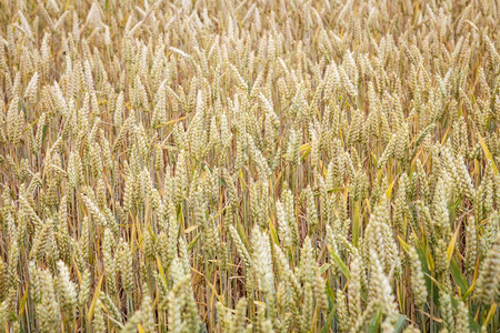 收获种子自然小麦田耳朵收近草田耳朵熟的背景丰收概念大麦田图片