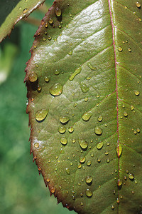 降低一片单独的绿叶上面有水滴玻璃叶子盛开高清图片素材