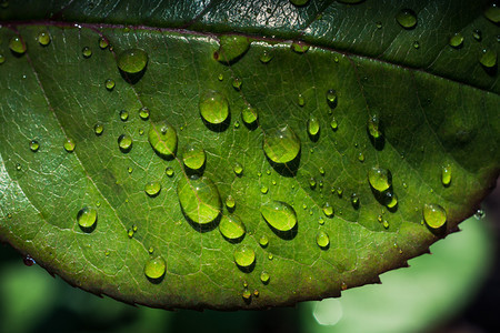 露生长春天一片单独的绿叶上面有水滴天气高清图片素材