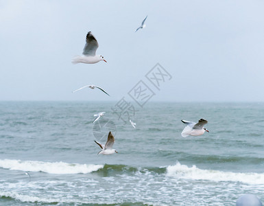 有风鸟海鸥飞过水面上阴天恶劣的大风气海上阴鸥飞过水面恶劣的大风天气飙升图片