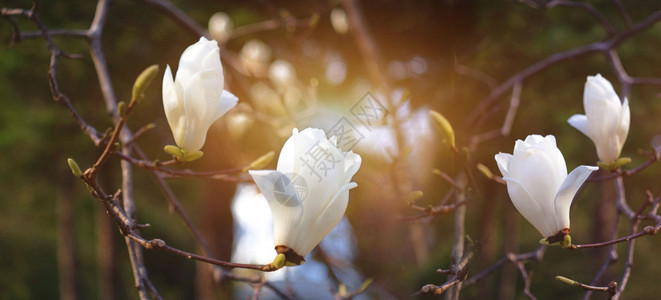 开花晴天白玛格兰在清晨明光中盛开美丽的自然背景园艺图片