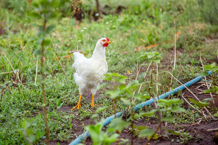 农家乐夏天在场院子里的小母鸡不同品种的在农场院子里的小母鸡喙图片