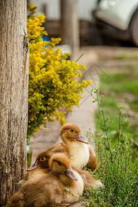 夏天小鸭子宠物绿草在背景中小鸭子宠物花团体图片