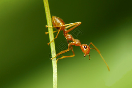 关闭红色蚂蚁焦点头在自然绿调背景上粘贴树叶工作草蜘蛛图片