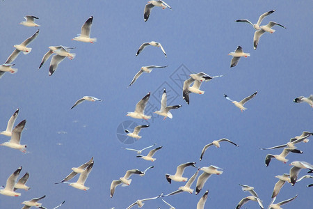 飞行野生动物棕头海鸥在空中飞翔禽类图片