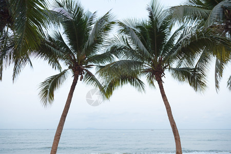 放松云海边滩上一连排的椰子树清晨绿色高清图片