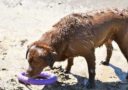 拉布多犬人去河边散步夏季日纯种有趣的图片