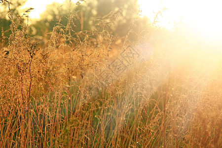 树叶日出时覆盖着露水的高草棕褐色甸在阳光刺眼下照亮草地上的黎明时有露水的干草地植物在早晨的阳光下棕褐色的草在阳光下刺眼照亮草甸中图片