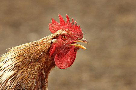 在农场院子里唱歌的公鸡离焦点背景很近肖像喙鸡冠图片