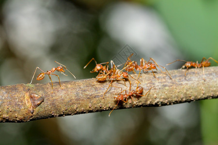 损害墙纸在泰国自然界的树上关闭一只红蚂蚁的焦点咬图片