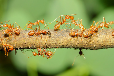 损害在泰国自然界树上关闭红蚂蚁群美丽的丰富多彩图片
