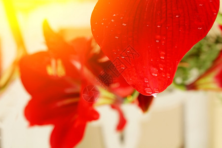 阳光美丽的红百合自然杵图片