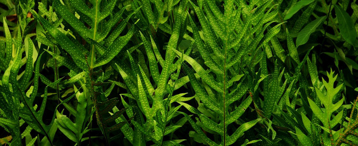 植物群拉皮斯具有热带绿叶的垂直花园对比树图片