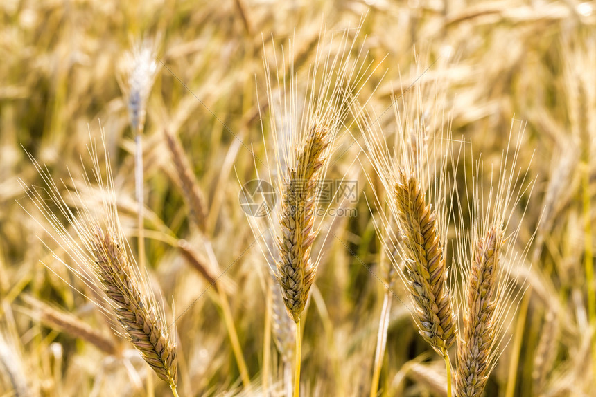栽培夏季多云的温暖气候田间食物中小麦黄粒子庄稼植物图片