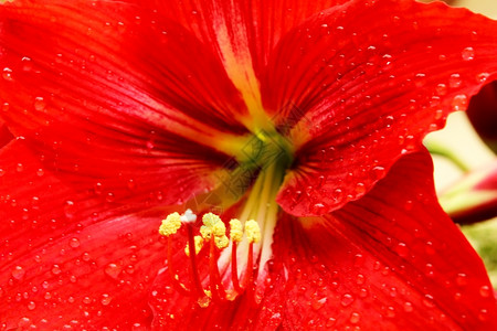 芽美丽的红百合杵花图片
