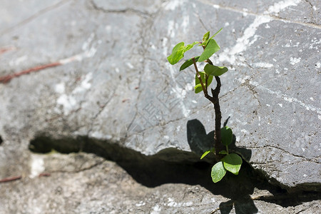 苔藓从岩石中插入树美丽的春天图片