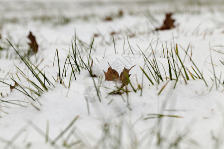植物明亮的在最后一场雪落之的下照片是在降后的冬季拍摄阳光图片