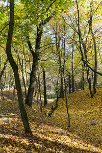 森林或公园的秋季树林阳光明媚的气候树木叶子黑暗的秋天图片