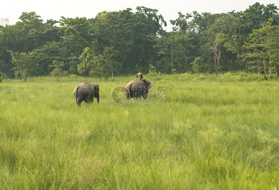 苹果浏览器门将Mahout或大象骑手与两头一起在草地野生动物中存亚洲的农村生活作为家畜男人图片