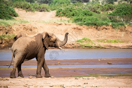 水公园中部河岸上的大象家族国公园中部河岸上的大象家族冒险皮肤图片