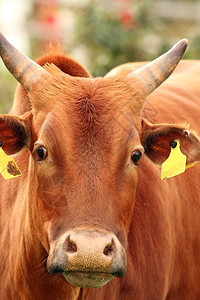 场景牛头斑在农场拍的棕色动物肖像旅行农村图片