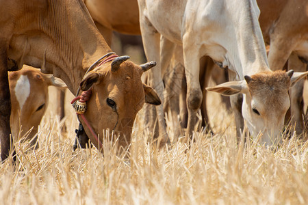 年轻的奶牛在干燥田地里吃草小牛牧场可爱的图片
