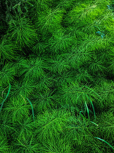 野生植物马尾或TolkachikEquisetumarvense的绿色背景春草中常见的马尾天然草原上自绿色木尾草的抽象背景河春天图片