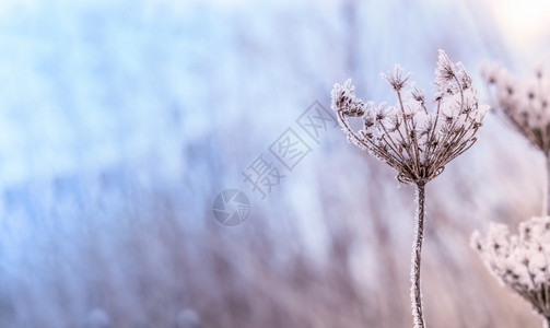 自然白色的结构体黄草地上的雪花背景上的草地漂流冰片的结霜黄色草地上的雪花图片