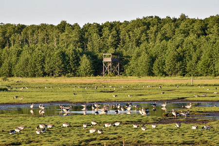 观鸟环境瑞典奥兰岛的Beijershamn自然保护区夏季在湿地喂食羊瑞典奥兰岛移民图片