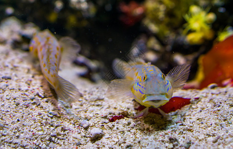 游泳的近闭橙色斑点睡衣沙筛鱼来自印度海洋的热带水族馆宠物底部生活图片