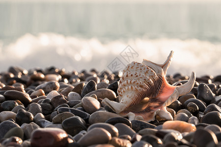 冲浪墙纸自由的概念和在海平面上旅行的美丽贝壳在海平面上的美丽贝壳中穿梭的美丽贝壳支撑图片