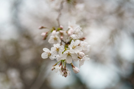 浪漫的自然亚洲树枝上樱花或日本桃的近照春图片