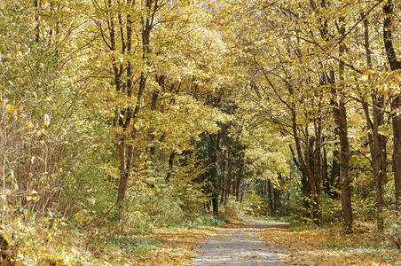森林里的落叶小道图片