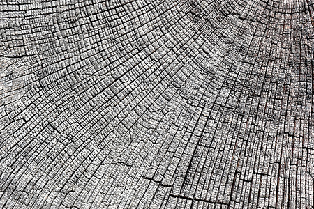质地橡树十字段的抽象纹理带可见年环的经风化木块板陈年图片