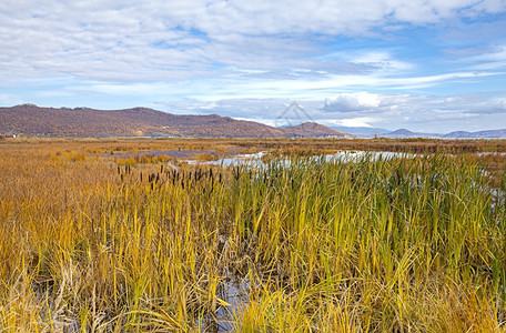 秋天的湿地沼泽图片