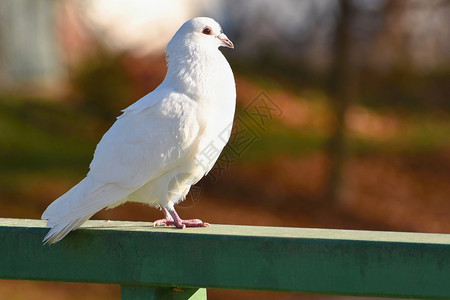 莉维亚靠近鸟的美丽照片雀鸽ColumbaLiviafamilya和多彩背景白色的图片