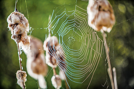 荒野大型蜘蛛网关闭在棕色猫尾季节细图片