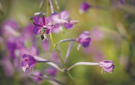 紫花贴近时的小黄蜜蜂充满活力绿色花蜜图片