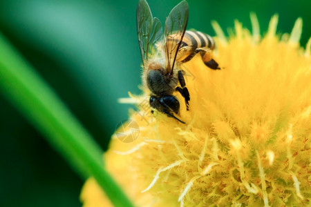 花蜜镇定季节黄的蜜蜂在大自然中盛开图片