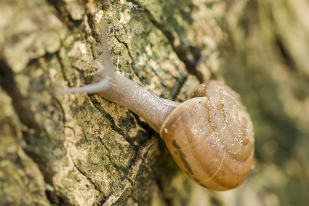 粘液蜗牛在树上爬行苔藓贝壳图片