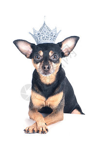 在皇冠上的狗是孤立白色大或者王子狗的力量主题头发衣领宠物图片