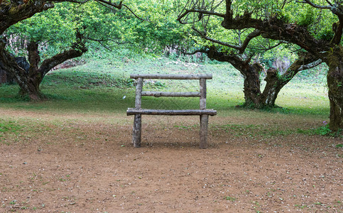 风景优美在植物园的李子树下木板凳美丽的季节图片